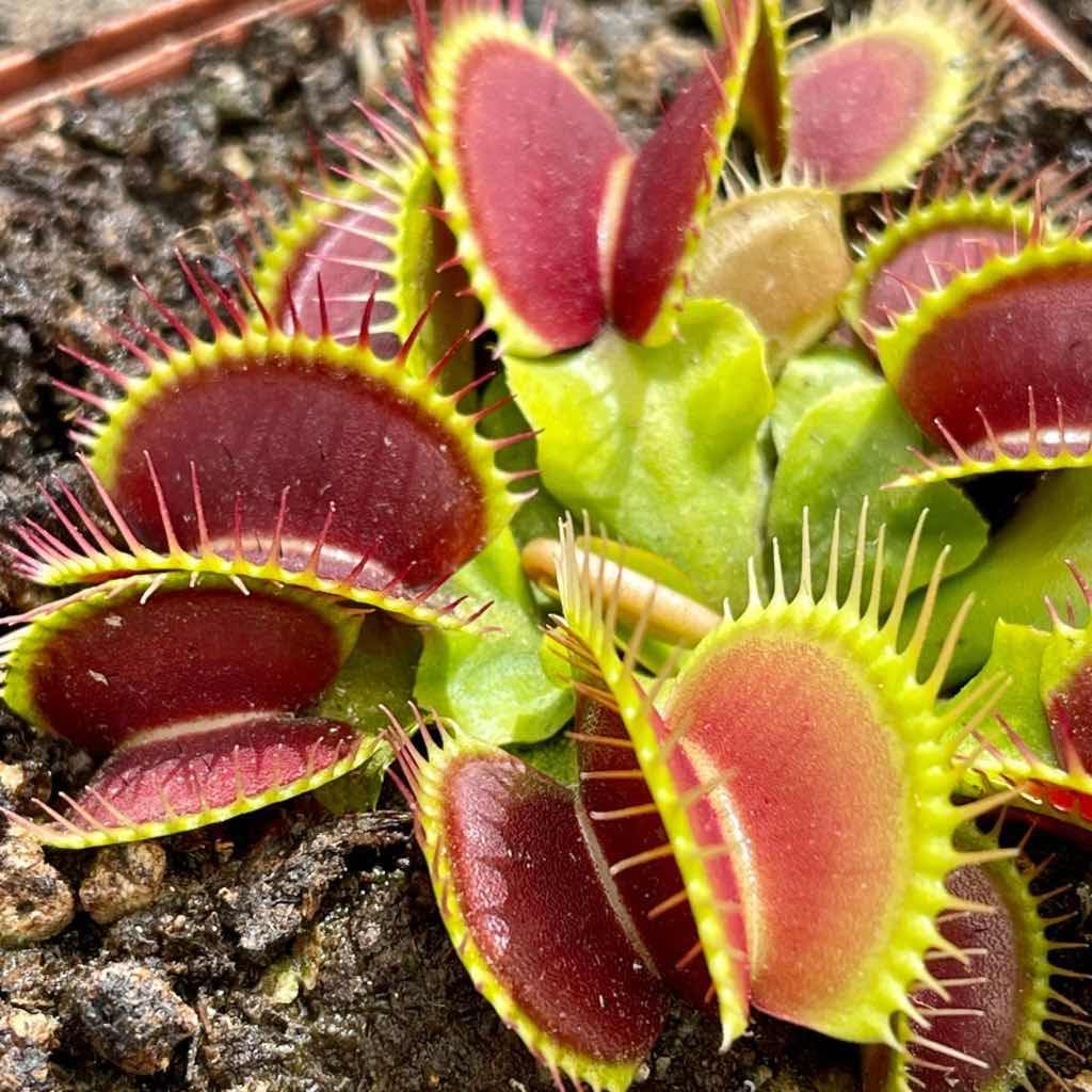 Carnivorous Plant Seeds for Planting - 100 - Plant for planting in home garden